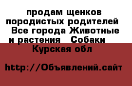 продам щенков породистых родителей - Все города Животные и растения » Собаки   . Курская обл.